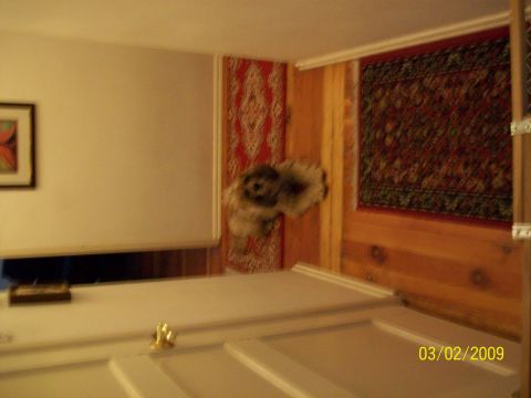 1972 Ford Ranchero - Stuffed dog hanging on wall with Persian rugs and wood paneling. Photo dated 03/02/2009.