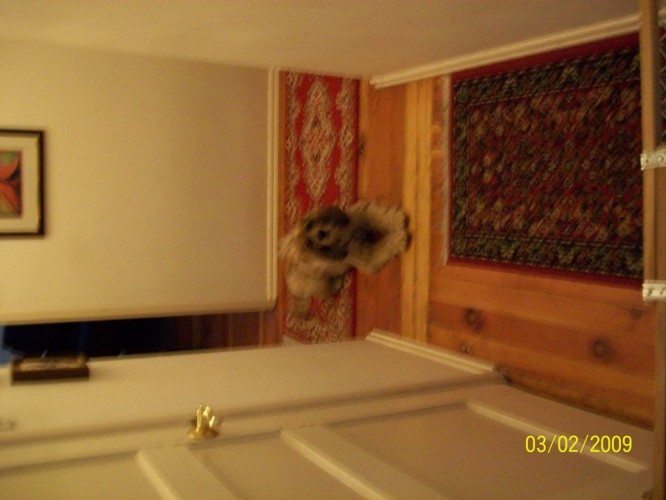 Stuffed dog hanging on wall with Persian rugs and wood paneling
