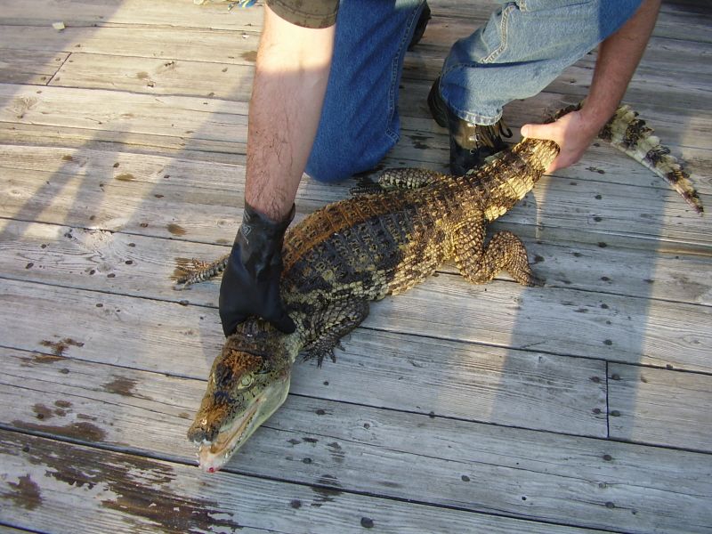 A person holding a caiman on a wooden deck.