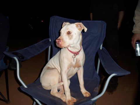 1996 Ford Bronco - A dog sits in a camping chair outdoors at night, with people in the background.