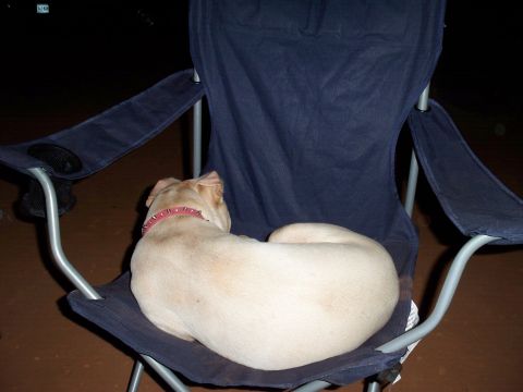 1996 Ford Bronco - A dog curls up for a nap in a blue camping chair at night.