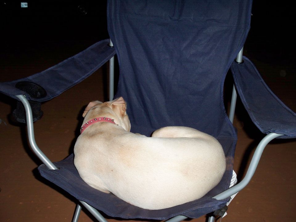 Dog sleeping in a blue camping chair