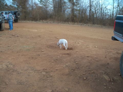 1996 Ford Bronco - A white dog digs in the dirt at an outdoor gathering with several vehicles present.