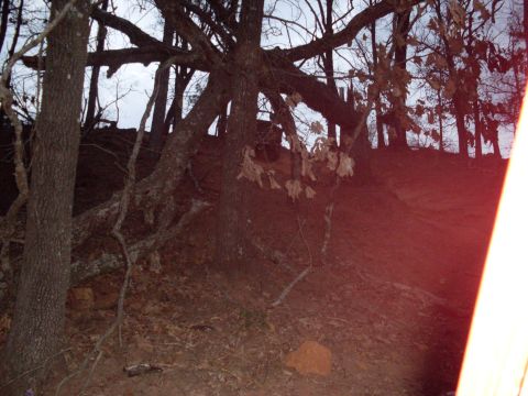 1996 Ford Bronco - A view of a wooded hillside with bare trees and fallen leaves, suggesting a late autumn or winter scene.