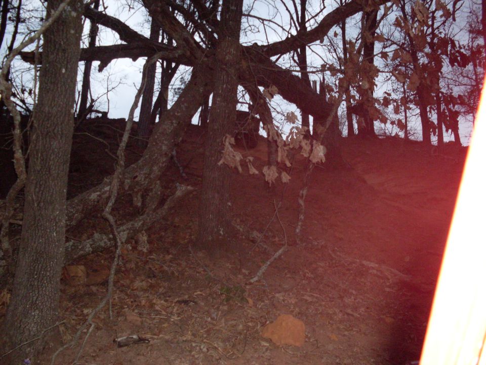 Wooded hillside with bare trees and fallen leaves under an overcast sky