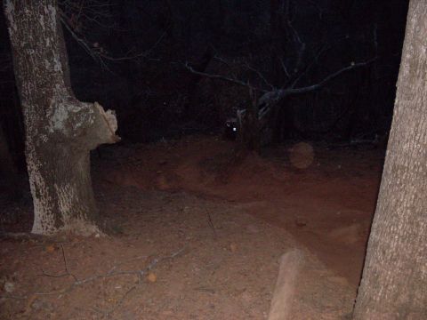 1996 Ford Bronco - Nighttime scene with trees and a dirt path, some faint lights are visible in the distance.