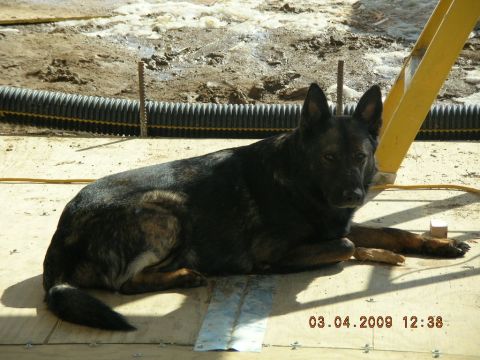 1997 Ford F-250 - A dog rests on a wooden surface, with construction materials visible in the background and a timestamp indicating March 4, 2009.