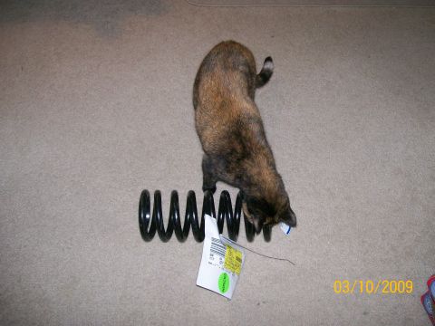1995 Mercury Grand Marquis - A cat investigates a coil spring, which is the subject of the registry claim.