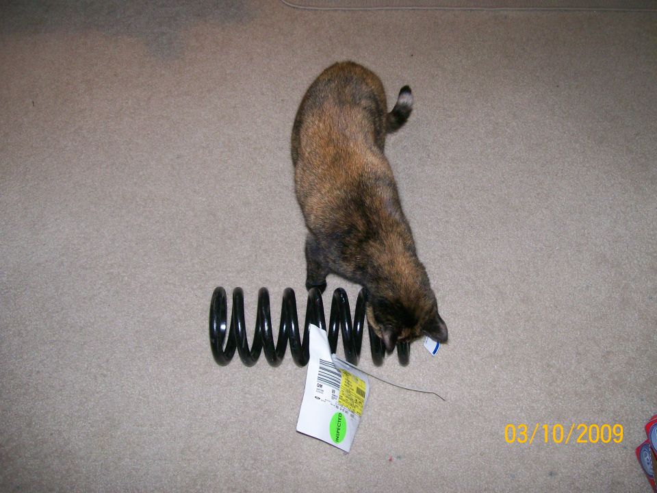 Cat sniffing a black coil spring with inspection tags attached, on a carpeted floor