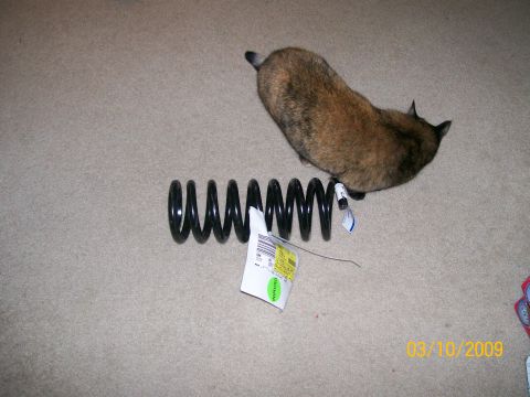 1995 Mercury Grand Marquis - A coil spring sits on a carpeted floor next to a cat, with a date stamp indicating it was photographed on March 10, 2009.