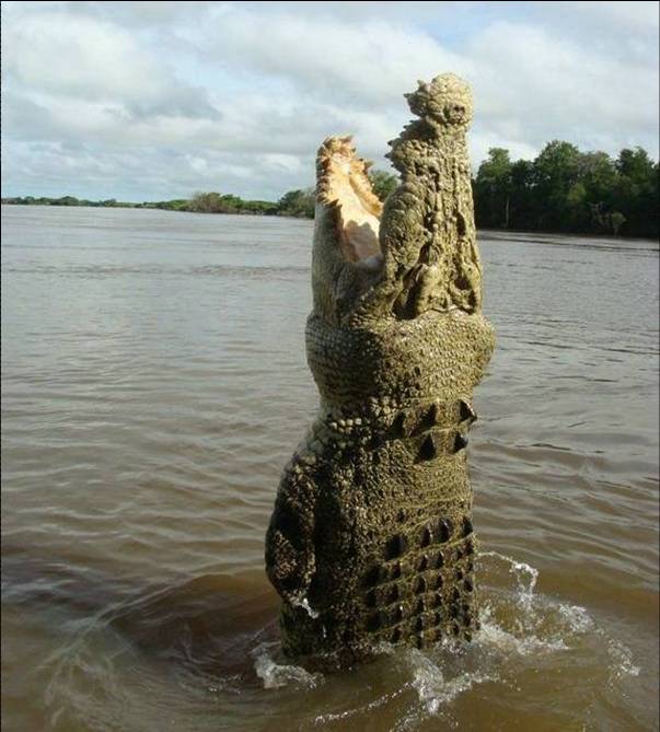 Large crocodile leaping vertically out of a muddy river with open jaws