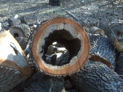 1965 Ford Mustang - A cross-section of a tree trunk shows its rings and a large hollow center, resting on other logs.