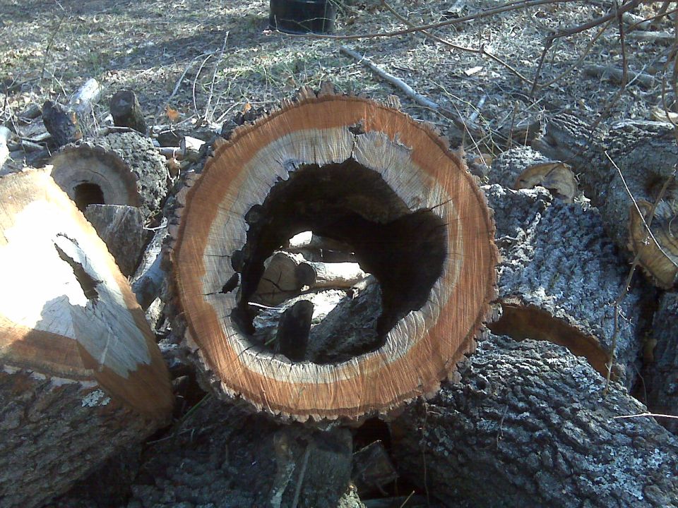 Hollowed-out tree trunk cross-section with visible rings and bark, lying on a pile of logs