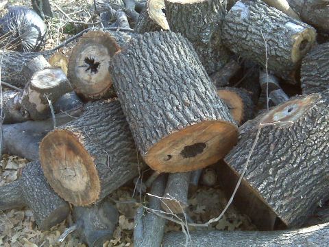 1965 Ford Mustang - A collection of chopped wood lies in a heap on the ground, ready for use.