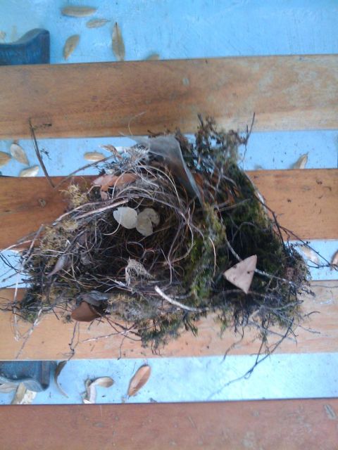 1993 Ford Bronco - I pulled my grill off to paint it, and I find a full birds nest in a space behind my drivers side headlight. WTF