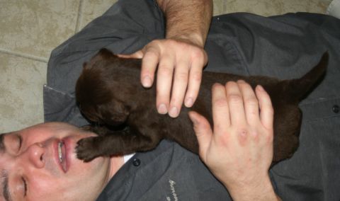 1976 Ford Ranchero - A man is holding a young chocolate Labrador puppy on his chest.