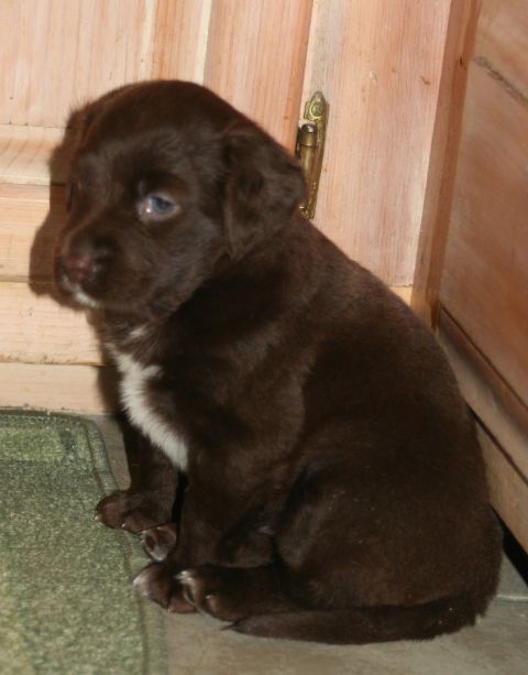 1976 Ford Ranchero - A young chocolate lab puppy with blue eyes sits patiently indoors.