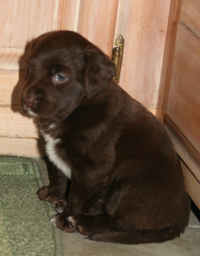 Chocolate lab puppy sitting on a rug next to a wooden door