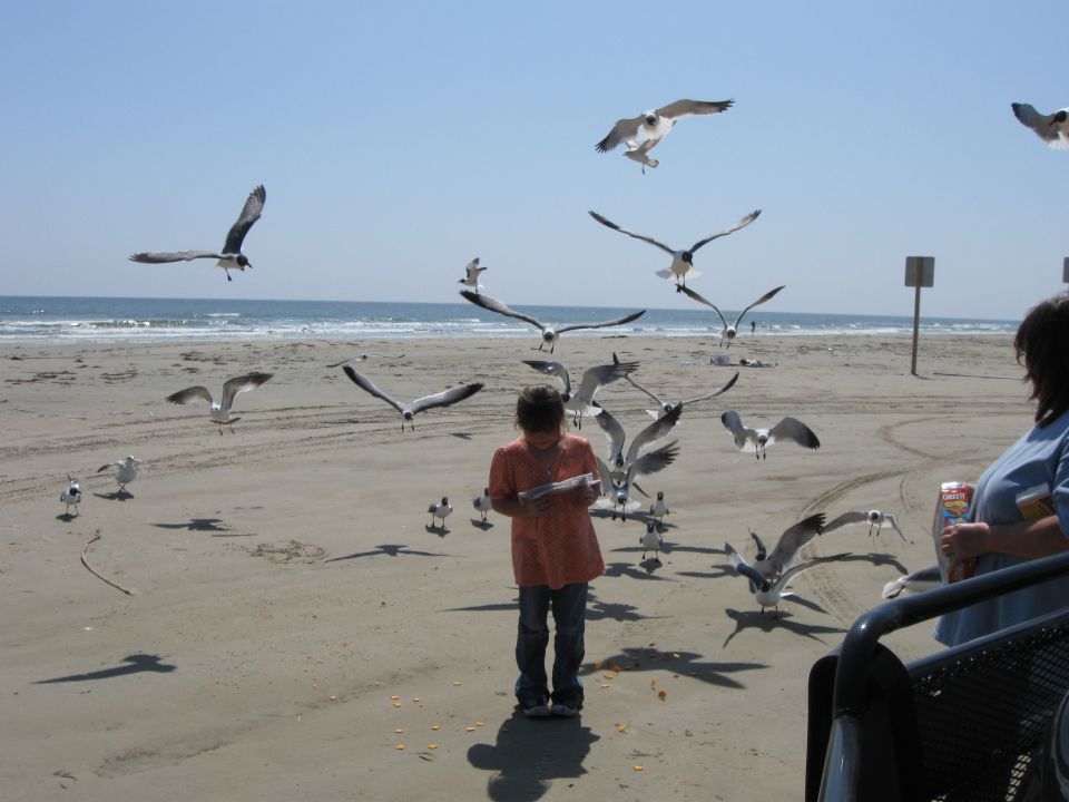 Child feeding flying seagulls on a sandy beach