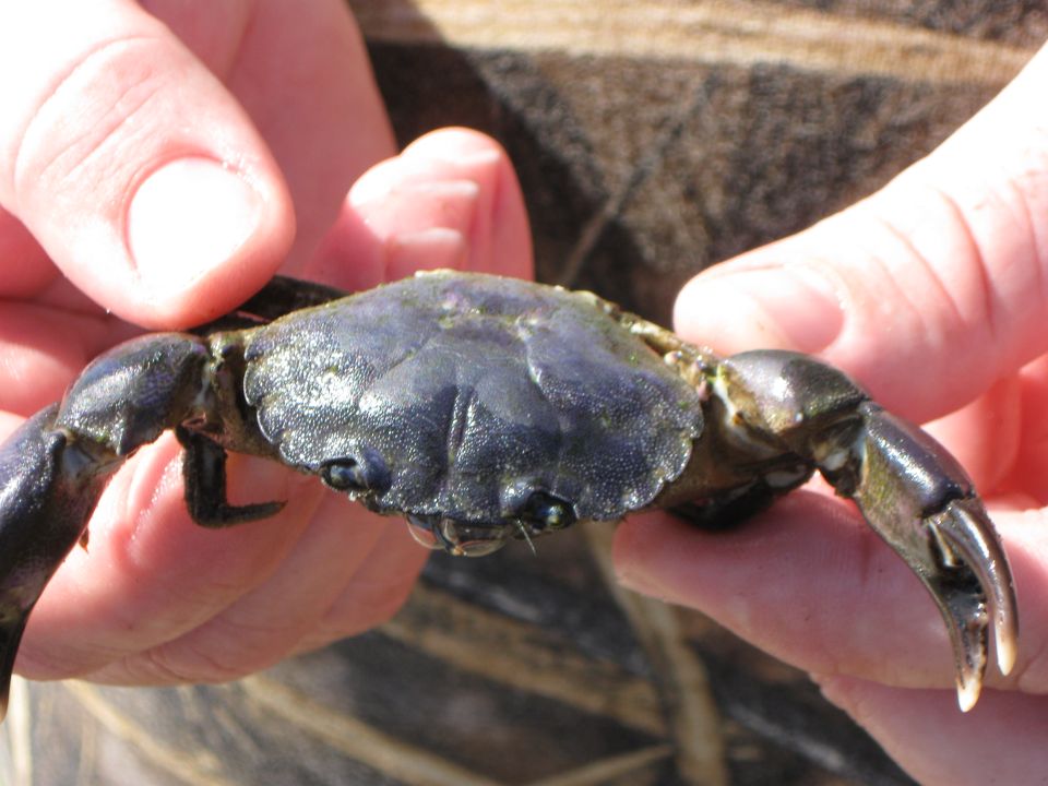 Hands holding a live blue crab