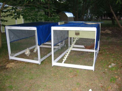1996 Ford Bronco - Two chicken coops with blue tarps are set up in a grassy yard with trees in the background. One coop has a white chicken inside, and the ot…
