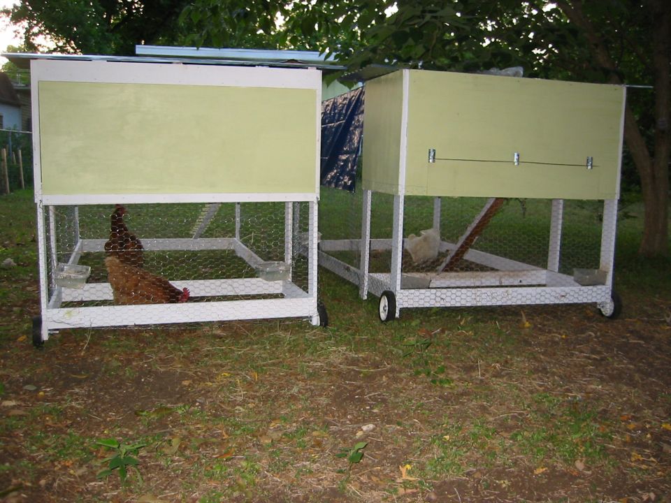 Two mobile chicken coops, one with a brown chicken, the other with a white chicken.