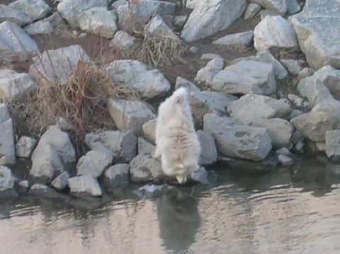1996 Ford Bronco - A fluffy white dog is drinking water from a stream next to a rocky embankment.
