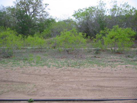 1996 Ford Bronco - A dirt road with tire tracks winds through a landscape dotted with brush and trees.
