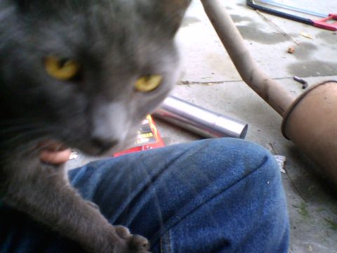 1981 Ford Bronco - Some friendly help while I'm busy working. I'm sure he was excited to find a lap to sit in outside.