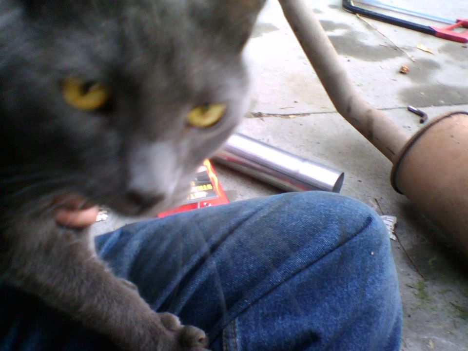 Some friendly help while I'm busy working.  I'm sure he was excited to find a lap to sit in outside.