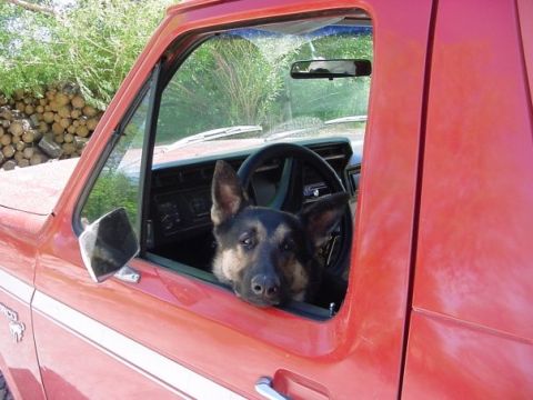 1981 Ford Bronco - Smokey loves adventure. After he realized the Bronco was an off-roader, I couldn't keep him out of it. I still can't.