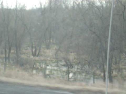 1978 Ford Bronco - A blurry scene of trees and brush under an overcast sky, suggesting a natural landscape.