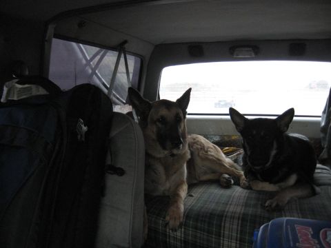 1978 Ford Bronco - Two dogs are traveling in the back of a vehicle, with luggage packed for the trip.