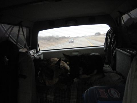 1978 Ford Bronco - Traveling with canine companions on a long road trip.