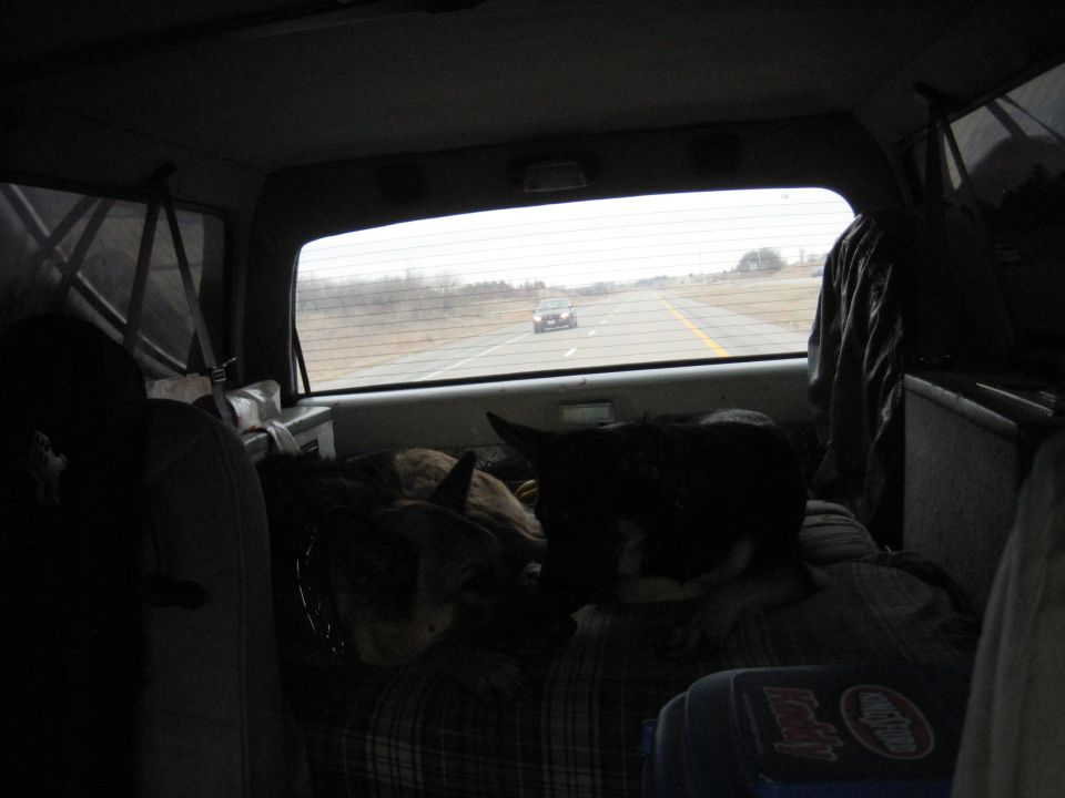 Two dogs sleeping on a bed in the back of a vehicle, looking out the rear window at a car on the highway