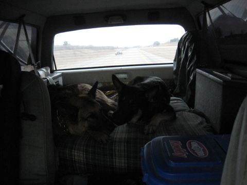 1978 Ford Bronco - Two dogs are sleeping inside a vehicle, looking out the rear window at a road.