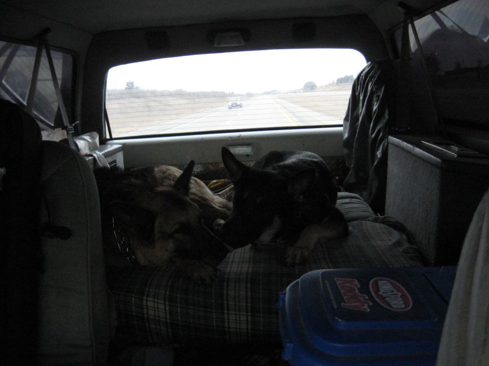 Interior view of a vehicle with two dogs resting on a mattress, looking out the rear window at a road