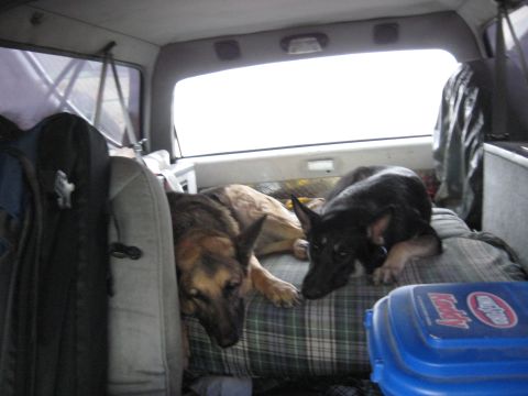 1978 Ford Bronco - Two dogs rest inside a vehicle's interior, with a blue cooler visible in the foreground.