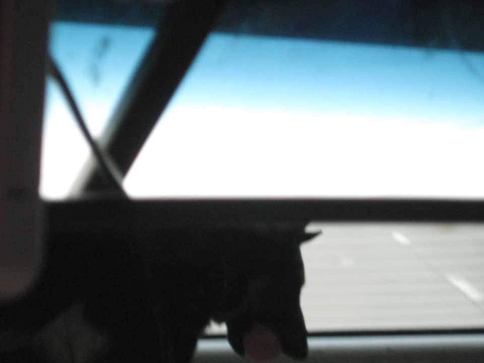 dog looking out car window