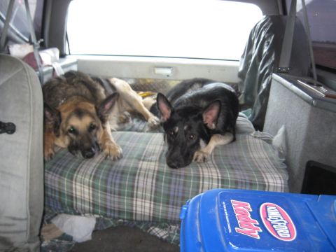 1978 Ford Bronco - Two dogs relax on a cushion in the back of a vehicle, with a blue cooler in the foreground.
