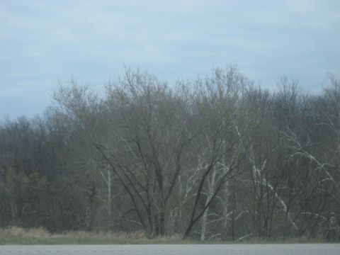1978 Ford Bronco - A view of trees and sky from a road trip.