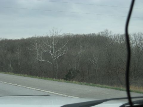 1978 Ford Bronco - View from a vehicle traveling along a road with trees on the side under a cloudy sky.
