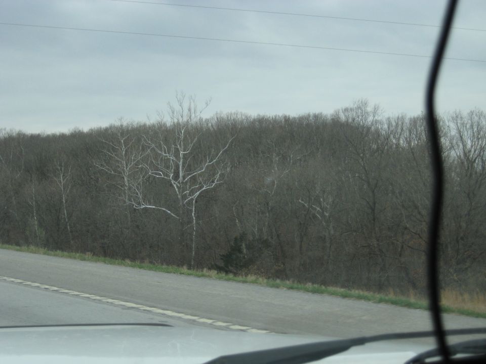 Overcast sky above bare trees lining a roadside