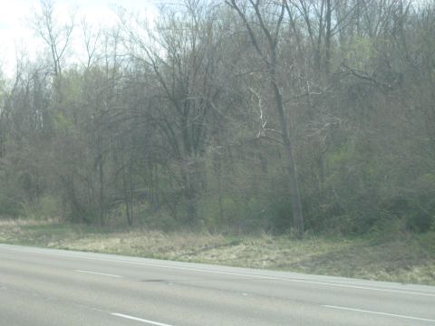 1978 Ford Bronco - View of trees and grass along the side of a highway.