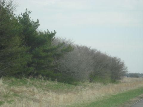 1978 Ford Bronco - A view of a roadside landscape pine trees and dry grass, with a hazy sky overhead.
