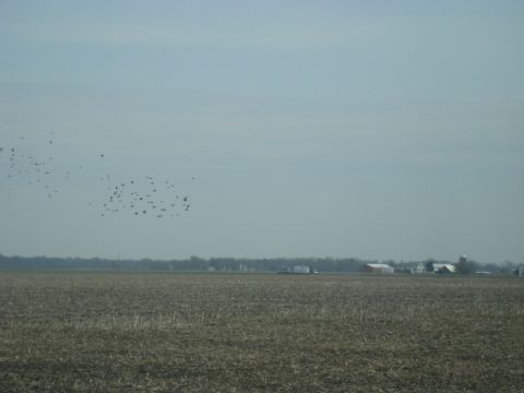 1978 Ford Bronco - A large flock of birds is visible in the sky above a barren agricultural field, with farm structures on the horizon.