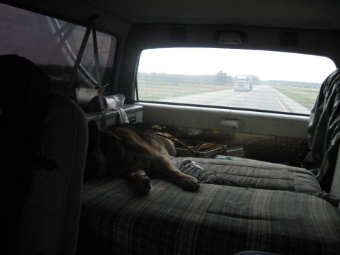 1978 Ford Bronco - A dog rests on a makeshift bed inside a vehicle, while a truck travels down a highway in the distance.