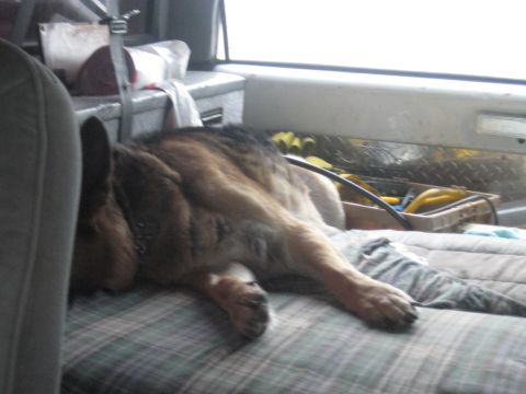 1978 Ford Bronco - Dog resting inside a vehicle during a road trip.