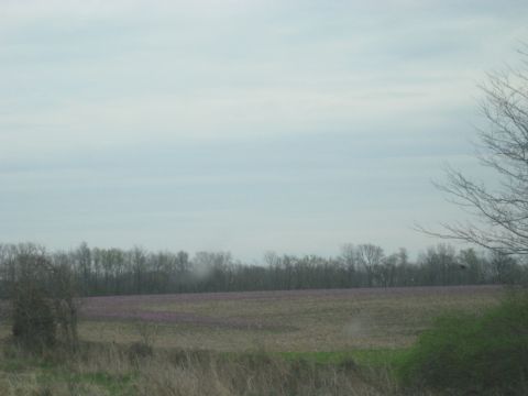 1978 Ford Bronco - A wide view of a rural landscape under a cloudy sky, with a field showing patches of purple flowers.