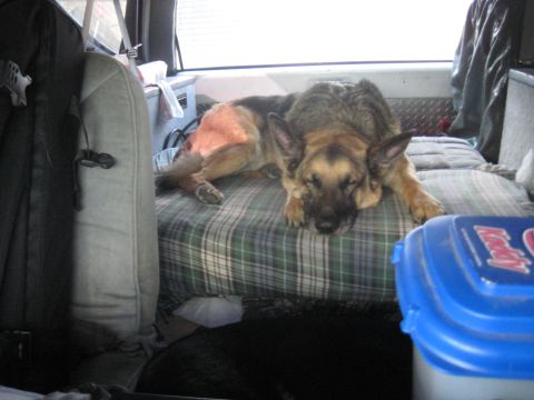 1978 Ford Bronco - A German Shepherd rests on a plaid mattress within a vehicle, suggesting a road trip or camping setup.